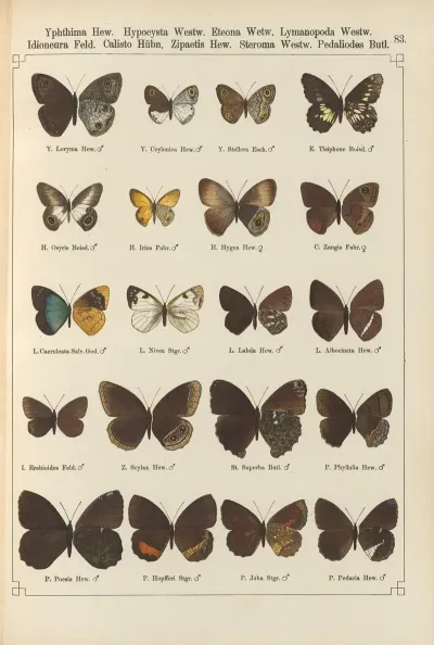 Exotische Schmetterlinge Pl 083