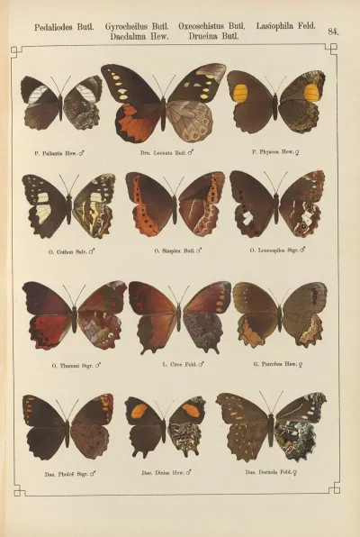 Exotische Schmetterlinge Pl 084