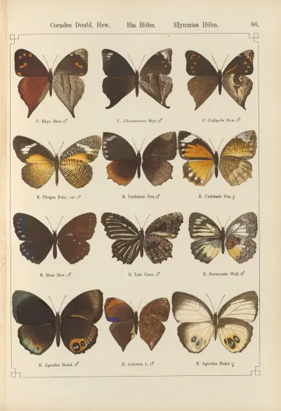 Exotische Schmetterlinge Pl 086