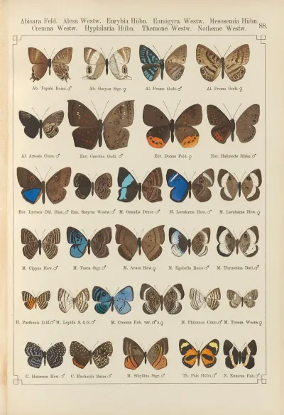 Exotische Schmetterlinge Pl 088