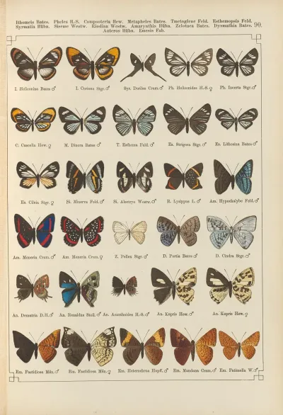 Exotische Schmetterlinge Pl 090