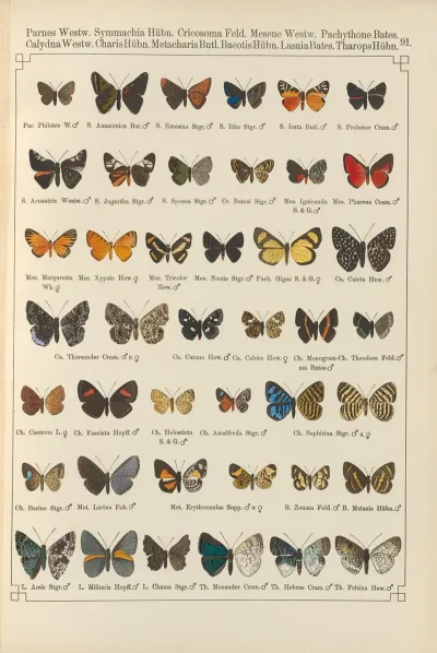 Exotische Schmetterlinge Pl 091