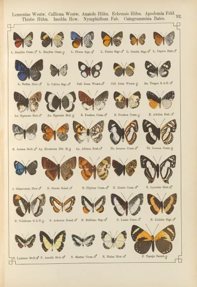 Exotische Schmetterlinge Pl 092