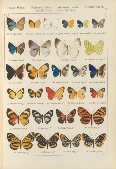Exotische Schmetterlinge Pl 093