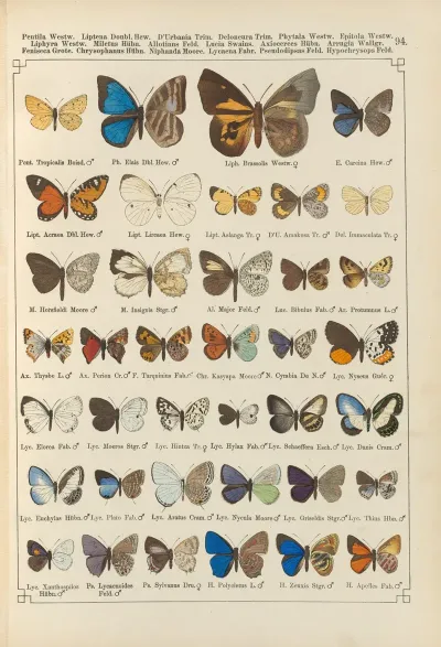 Exotische Schmetterlinge Pl 094