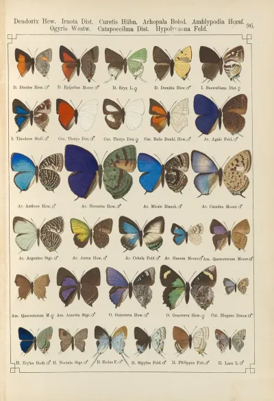 Exotische Schmetterlinge Pl 096