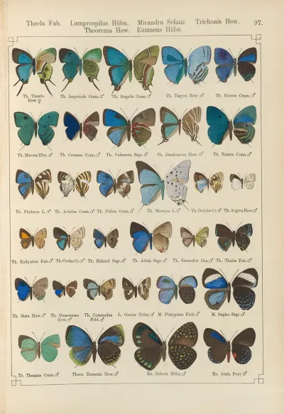 Exotische Schmetterlinge Pl 097