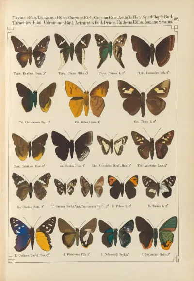 Exotische Schmetterlinge Pl 098