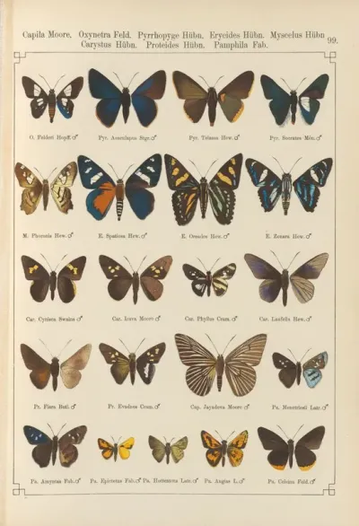 Exotische Schmetterlinge Pl 099