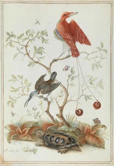 Exotische Vogel Mit Schildkrote