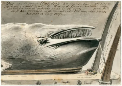 Expositie Te Le Havre Van Aangespoelde Walvis 1857 2