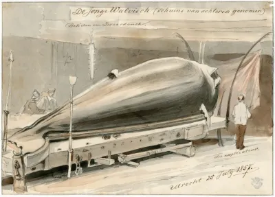 Expositie Te Le Havre Van Aangespoelde Walvis 1857