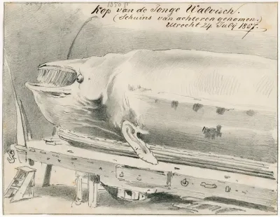 Expositie Te Le Havre Van Aangespoelde Walvis