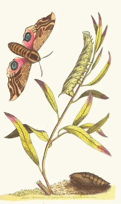 Eyed Hawk Moth