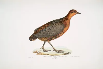 Eyed Partridge Perdix Oculea Natural Size Bengal