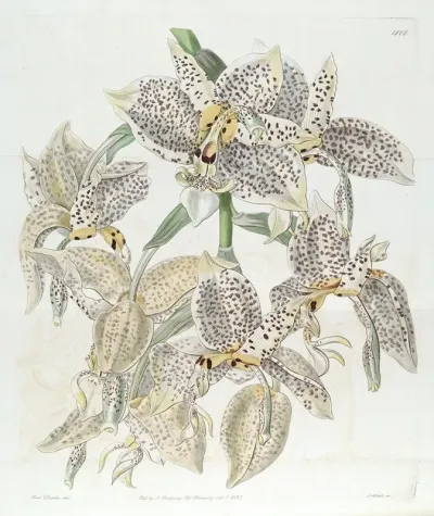 Eyed Stanhopea
