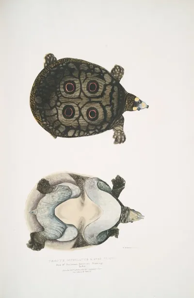 Eyed Trionyx Tryonix Ocellatus