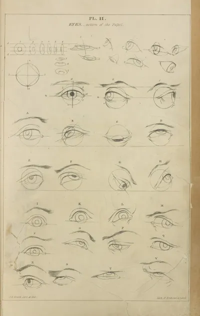 Eyes Action Of The Pupil