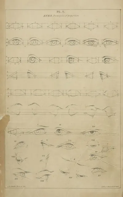 Eyes Principles Of Proportion
