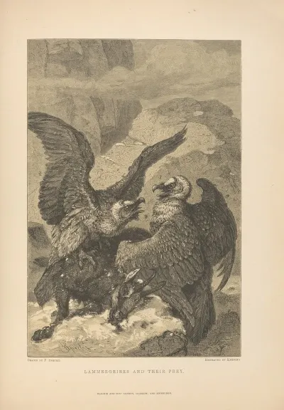 F ‎ ‎specht Lammergeiers‎ ‎and‎ ‎their‎ ‎prey