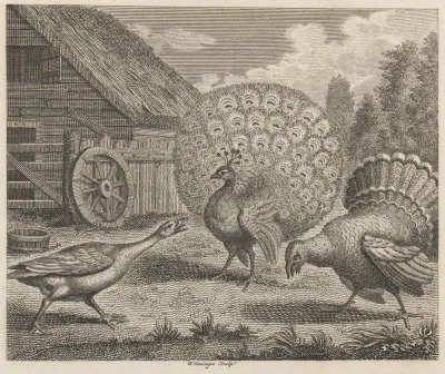 Fable Xi The Peacock The Turkey And The Goose