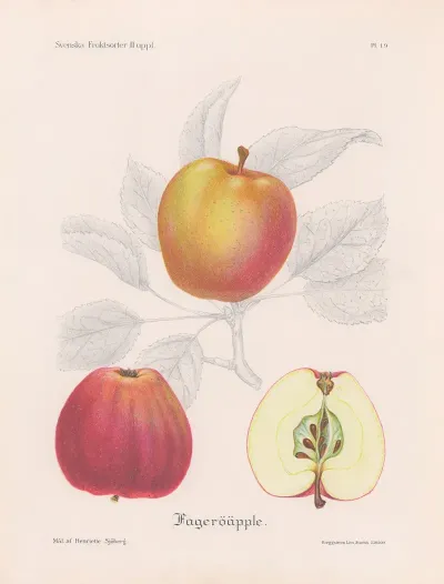 Fageroapple