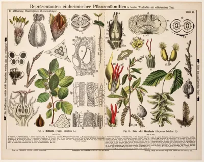 Fagus Sylvatica Carpinus Betulus Gewone Beuk Haagbeuk