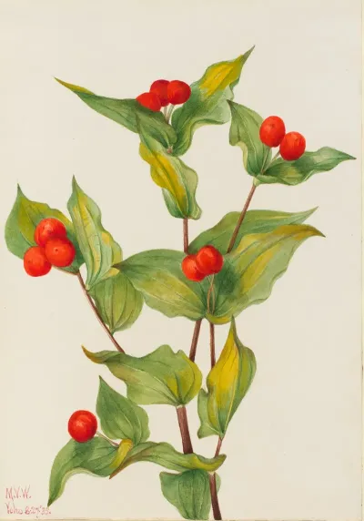 Fairy Bells Disporum Hookeri