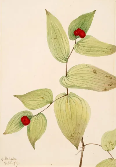 Fairy Bells Disporum Trachycarpum