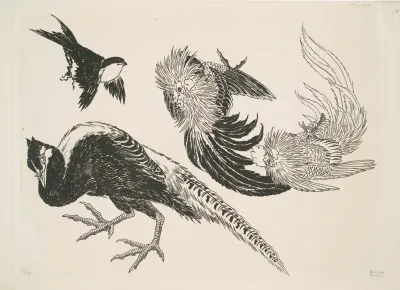 Faisans Oiseaux