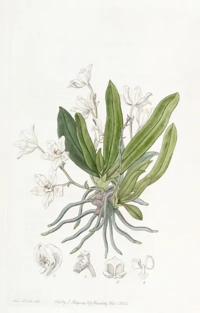 Falcate Leaved Sarcochilus
