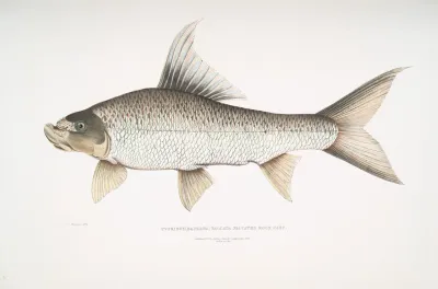Falcated Rock Carp Cyprinus Bangana Falcata