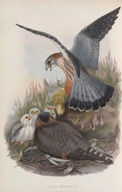 Falco Aesalon Merlin