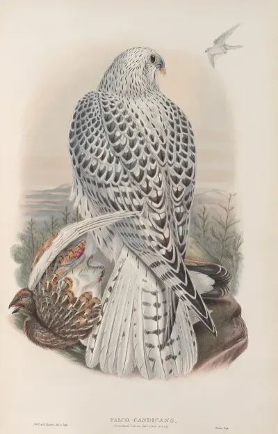 Falco Candicans Greenland Falcon Dark Race Young