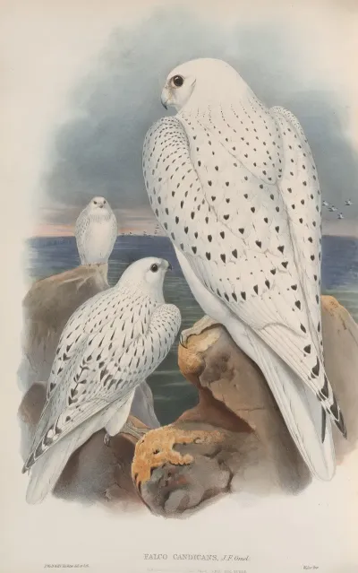 Falco Candicans Greenland Falcon Light Race Adult And Young