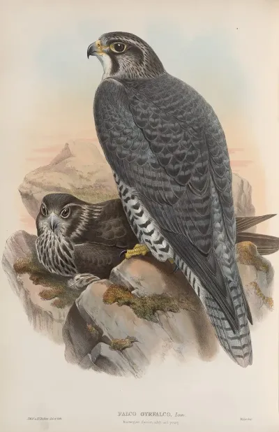 Falco Gyrfalco Norwegian Falcon Adult And Young