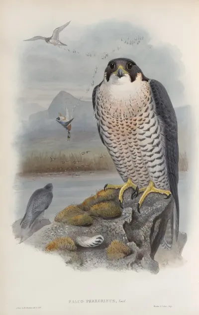 Falco Peregrinus Peregrine Falcon