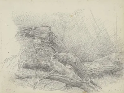 Fallen Over Tree Trunk