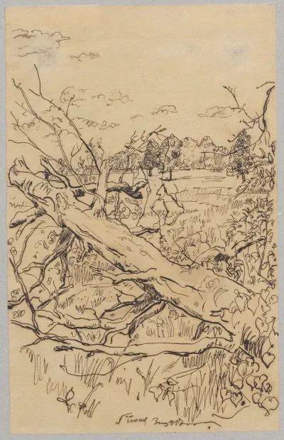 Fallen Tree