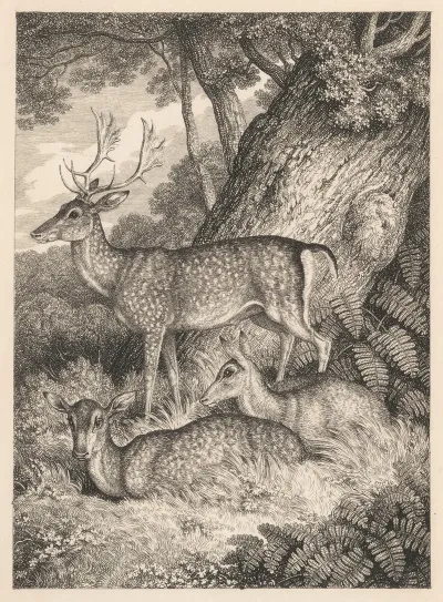 Fallow Deer 3