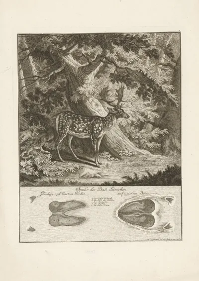 Fallow Deer 4