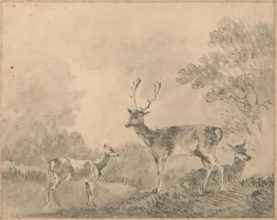 Fallow Deer Stag Doe And Fawn In A Clearing