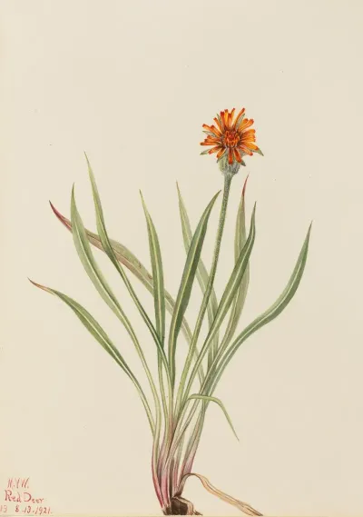 False Dandelion Agoseris Aurantiaca