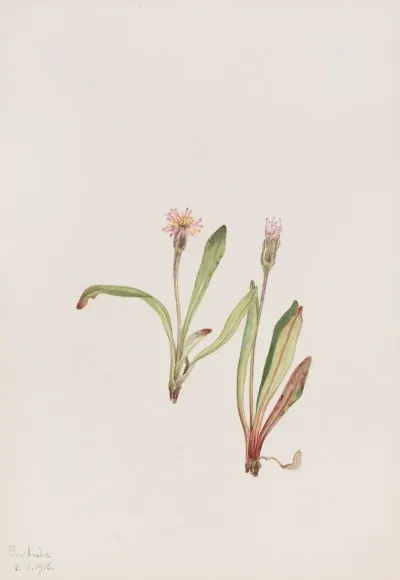 False Dandelion Agoseris Carnea