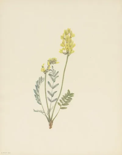 False Locoweed Oxytropis Gracilis 2