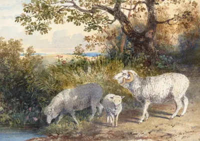 Family Of Sheep