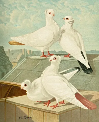 Farbenchwanzige Deutsche Movchen