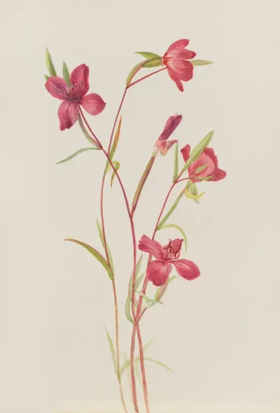 Farewell To Spring Godetia Amoena Lilja