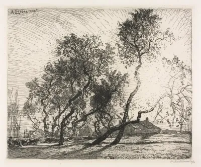 Farm With Poplar Trees Of Holland