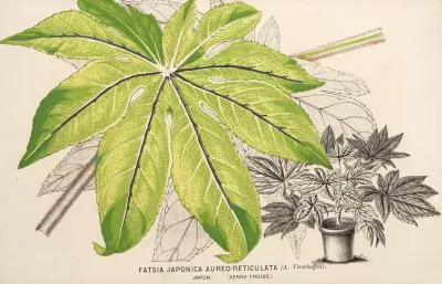 Fatsia Japonica Aureo Reticulata
